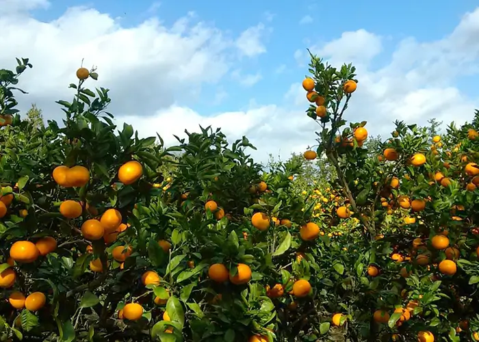 Jeju Island Korean language school campus with natural surroundings