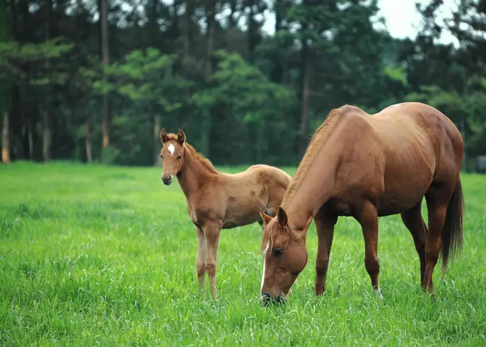 Korean language classroom on Jeju Island campus with nature views